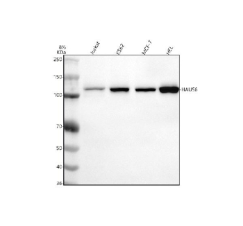 Western blot analysis of FAM29A/HAUS6 using anti-HAUS6 antibody. Lane 1: human Jurkat whole cell lysates, Lane 2: human K562 whole cell lysates, Lane 3: human MCF-7 whole cell lysates, Lane 4: human HEL whole cell lysates. After electrophoresis, proteins were transferred to a nitrocellulose membrane at 150 mA for 50-90 minutes. Blocked the membrane with 5% non-fat milk/TBS for 1.5 hour at RT. The membrane was incubated with rabbit anti-HAUS6 antibody at 0.5 ug/ml overnight at 4oC, then washed with TBS-0.1%Tween 3 times with 5 minutes each and probed with a goat anti-rabbit IgG-HRP secondary antibody at a dilution of 1:5000 for 1.5 hour at RT. The signal was developed using enhanced chemiluminescent. A specific band was detected for FAM29A/HAUS6 at approximately 109 kDa. The expected molecular weight of FAM29A/HAUS6 is at 109 kDa.