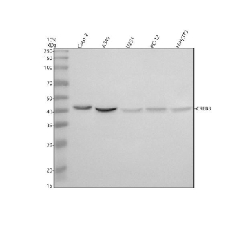 Western blot analysis of CREB3 using anti-CREB3 antibody. Electrophoresis was performed on a 10% SDS-PAGE gel at 80V (Stacking gel) / 120V (Resolving gel) for 2 hours. Lane 1: human Caco-2 whole cell lysates, Lane 2: human whole cell lysates, Lane 3: human U251 whole cell lysates Lane 4: rat PC-12 whole cell lysates, Lane 5: mouse NIH/3T3 whole cell lysates. After electrophoresis, proteins were transferred to a nitrocellulose membrane at 150 mA for 50-90 minutes. Blocked the membrane with 5% non-fat milk/TBS for 1.5 hour at RT. The membrane was incubated with rabbit anti-CREB3 antibody at 0.5 ug/ml overnight at 4oC, then washed with TBS-0.1%Tween 3 times with 5 minutes each and probed with a goat anti-rabbit IgG-HRP secondary antibody at a dilution of 1:5000 for 1.5 hour at RT. The signal was developed using an ECL Plus Western Blotting Substrate. The expected molecular weight of CREB3 is ~41 kDa.