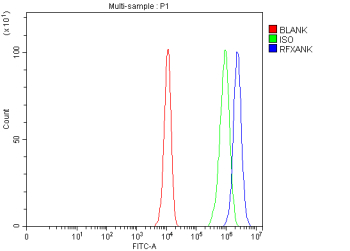 Flow Cytometry analysis of PC-3 cells using anti-RFXANK antibody. Overlay histogram showing PC-3 cells stained with (Blue line). To facilitate intracellular staining, cells were fixed with 4% paraformaldehyde and permeabilized with permeabilization buffer. The cells were blocked with 10% normal goat serum. And then incubated with rabbit anti-RFXANK antibody (1 ug/million cells) for 30 min at 20oC. DyLight 488 conjugated goat anti-rabbit IgG (5-10 ug/million cells) was used as secondary antibody for 30 minutes at 20oC. Isotype control antibody (Green line) was rabbit IgG (1 ug/million cells) used under the same conditions. Unlabelled sample (Red line) was also used as a control.