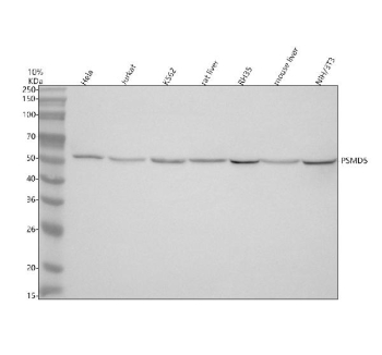 Western blot analysis of PSMD5 using anti-PSMD5 antibody. Electrophoresis was performed on a 10% SDS-PAGE gel at 80V (Stacking gel) / 120V (Resolving gel) for 2 hours. Lane 1: human Hela whole cell lysates, Lane 2: human Jurkat whole cell lysates, Lane 3: human K562 whole cell lysates, Lane 4: rat liver tissue lysates, Lane 5: rat RH35 whole cell lysates, Lane 6: mouse liver tissue lysates, Lane 7: mouse NIH/3T3 whole cell lysates. After electrophoresis, proteins were transferred to a nitrocellulose membrane at 150 mA for 50-90 minutes. Blocked the membrane with 5% non-fat milk/TBS for 1.5 hour at RT. The membrane was incubated with rabbit anti-PSMD5 antibody at 0.5 ug/ml overnight at 4oC, then washed with TBS-0.1%Tween 3 times with 5 minutes each and probed with a goat anti-rabbit IgG-HRP secondary antibody at a dilution of 1:5000 for 1.5 hour at RT. The signal was developed using an ECL Plus Western Blotting Substrate. A specific band was detected for PSMD5 at approximately 56 kDa. The expected molecular weight of PSMD5 is ~56 kDa.