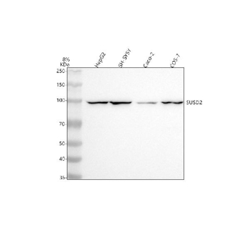Western blot analysis of SUSD2 using anti-SUSD2 antibody. Electrophoresis was performed on a 8% SDS-PAGE gel at 80V (Stacking gel) / 120V (Resolving gel) for 2 hours. Lane 1: human HepG2 whole cell lysates, Lane 2: human SH-SY5Y whole cell lysates, Lane 3: human Caco-2 whole cell lysates, Lane 4: monkey COS-7 whole cell lysates. After electrophoresis, proteins were transferred to a nitrocellulose membrane at 150 mA for 50-90 minutes. Blocked the membrane with 5% non-fat milk/TBS for 1.5 hour at RT. The membrane was incubated with rabbit anti-SUSD2 antibody at 0.5 ug/ml overnight at 4oC, then washed with TBS-0.1%Tween 3 times with 5 minutes each and probed with a goat anti-rabbit IgG-HRP secondary antibody at a dilution of 1:5000 for 1.5 hour at RT. The signal was developed using an ECL Plus Western Blotting Substrate. A specific band was detected for SUSD2 at approximately 90 kDa. The expected molecular weight of SUSD2 is ~90 kDa.