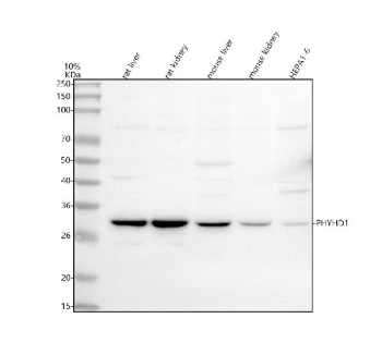 Western blot analysis of PHYHD1 using anti-PHYHD1 antibody. Lane 1: rat liver tissue lysates, Lane 2: rat kidney tissue lysates, Lane 3: mouse liver tissue lysates, Lane 4: mouse kidney tissue lysates, Lane 5: mouse Hepa1-6 whole cell lysates. After electrophoresis, proteins were transferred to a nitrocellulose membrane at 150 mA for 50-90 minutes. Blocked the membrane with 5% non-fat milk/TBS for 1.5 hour at RT. The membrane was incubated with rabbit anti-PHYHD1 antibody at 0.5 ug/ml overnight at 4oC, then washed with TBS-0.1%Tween 3 times with 5 minutes each and probed with a goat anti-rabbit IgG-HRP secondary antibody at a dilution of 1:5000 for 1.5 hour at RT. The signal was developed using enhanced chemiluminescent. A specific band was detected for PHYHD1 at approximately 32 kDa. The expected molecular weight of PHYHD1 is ~32 kDa.