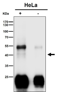 Clu Antibody IP. Immunoprecipitation analysis using the Clu antibody at 1:50 dilution. Western blot at 1:500 dilution. Clusterin IP from HeLa lysate. Under reducing conditions, a faint clusterin band appears in the low-40 kDa range (alpha chain). Prominent ~50-55 kDa and ~25 kDa bands represent IgG heavy and light chains from the IP antibody.
