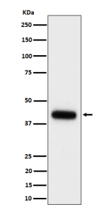 Clu Antibody Mouse Serum WB. Western blot analysis of Clusterin expression in mouse serum cell lysate using Clu antibody. Predicted molecular weight: 75-80 kDa (heterodimer precursor), 36-39 kDa (alpha subunit).