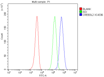 Flow Cytometry analysis of HEL cells using anti-CREB3L2 antibody. Overlay histogram showing HEL cells stained with (Blue line). To facilitate intracellular staining, cells were fixed with 4% paraformaldehyde and permeabilized with permeabilization buffer. The cells were blocked with 10% normal goat serum. And then incubated with rabbit anti-CREB3L2 antibody (1 ug/million cells) for 30 min at 20oC. DyLight 488 conjugated goat anti-rabbit IgG (5-10 ug/million cells) was used as secondary antibody for 30 minutes at 20oC. Isotype control antibody (Green line) was rabbit IgG (1 ug/million cells) used under the same conditions. Unlabelled sample without incubation with primary antibody and secondary antibody (Red line) was used as a blank control.