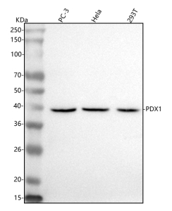 Western blot analysis of PDX1 using anti-PDX1 antibody. Lane 1: human PC-3 whole cell lysates, Lane 2: human Hela whole cell lysates, Lane 3: human 293T whole cell lysates. After electrophoresis, proteins were transferred to a nitrocellulose membrane at 150 mA for 50-90 minutes. Blocked the membrane with 5% non-fat milk/TBS for 1.5 hour at RT. The membrane was incubated with rabbit anti-PDX1 antibody at 0.5 ug/ml overnight at 4oC, then washed with TBS-0.1%Tween 3 times with 5 minutes each and probed with a goat anti-rabbit IgG-HRP secondary antibody at a dilution of 1:5000 for 1.5 hour at RT. The signal was developed using enhanced chemiluminescent. Western blot detection of PDX1 shows a single band at ~40 kDa across tested cell lines. Despite a calculated mass of ~31 kDa, PDX1 commonly migrates at 40-46 kDa due to post-translational modifications including phosphorylation and SUMOylation.