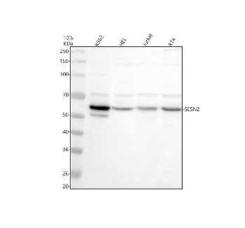 Western blot analysis of SESN2 using anti-SESN2 antibody. Electrophoresis was performed on a 10% SDS-PAGE gel at 80V (Stacking gel) / 120V (Resolving gel) for 2 hours. Lane 1: human K562 whole cell lysates, Lane 2: human HEL whole cell lysates, Lane 3: human Jurkat whole cell lysates, Lane 4: human RT4 whole cell lysates. After electrophoresis, proteins were transferred to a nitrocellulose membrane at 150 mA for 50-90 minutes. Blocked the membrane with 5% non-fat milk/TBS for 1.5 hour at RT. The membrane was incubated with rabbit anti-SESN2 antibody at 0.5 ug/ml overnight at 4oC, then washed with TBS-0.1%Tween 3 times with 5 minutes each and probed with a goat anti-rabbit IgG-HRP secondary antibody at a dilution of 1:5000 for 1.5 hour at RT. The signal was developed using an ECL Plus Western Blotting Substrate. Western blot detection of SESN2 shows a predominant band at ~60 kDa with minor species at ~50 kDa and ~70 kDa. Although the calculated mass is ~54-55 kDa, SESN2 commonly migrates slightly larger on SDS-PAGE, and the additional bands likely reflect truncated and post-translationally modified forms.