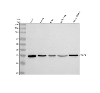 Western blot analysis of BNIP3L using anti-BNIP3L antibody. Lane 1: human 293T whole cell lysates, Lane 2: human Jurkat whole cell lysates, Lane 3: human K562 whole cell lysates, Lane 4: rat kidney tissue lysates, Lane 5: mouse kidney tissue lysates. After electrophoresis, proteins were transferred to a nitrocellulose membrane at 150 mA for 50-90 minutes. Blocked the membrane with 5% non-fat milk/TBS for 1.5 hour at RT. The membrane was incubated with rabbit anti-BNIP3L antibody at 0.5 ug/ml overnight at 4oC, then washed with TBS-0.1%Tween 3 times with 5 minutes each and probed with a goat anti-rabbit IgG-HRP secondary antibody at a dilution of 1:5000 for 1.5 hour at RT. The signal was developed using enhanced chemiluminescent. Western blot detection of BNIP3L (NIX) shows a single band at ~35 kDa across cell and tissue lysates. Despite a calculated mass of ~24-26 kDa, BNIP3L commonly migrates at ~32-36 kDa due to its transmembrane domain and phosphorylation-dependent mobility.