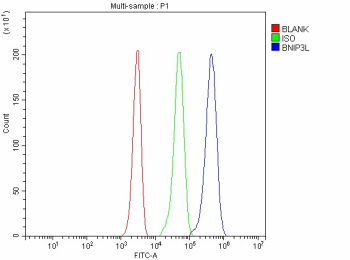 Flow Cytometry analysis of human JK cells using anti-BNIP3L antibody. Overlay histogram showing JK cells stained with (Blue line). To facilitate intracellular staining, cells were fixed with 4% paraformaldehyde and permeabilized with permeabilization buffer. The cells were blocked with 10% normal goat serum. And then incubated with rabbit anti-BNIP3L antibody (1 ug/million cells) for 30 min at 20oC. DyLight 488 conjugated goat anti-rabbit IgG (5-10 ug/million cells) was used as secondary antibody for 30 minutes at 20oC. Isotype control antibody (Green line) was rabbit IgG (1 ug/million cells) used under the same conditions. Unlabelled sample without incubation with primary antibody and secondary antibody (Red line) was used as a blank control.