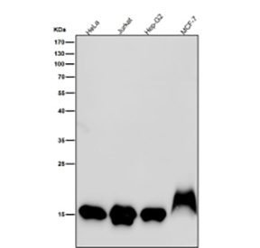 Histone H3 (mono methyl K79) Antibody / HIST1H3A Chromatin Organization Antibody (clone 31H92) for WB. Western blot analysis of HIST1H3A / Histone H3 Lys79 monomethylation (K79me1) in human cell lysates using Histone H3 (mono methyl K79) Antibody / HIST1H3A Chromatin Organization Antibody. A band is detected at the predicted molecular weight of approximately 15 kDa corresponding to monomethylated Histone H3, consistent with intranucleosomal methylation within the histone core domain and chromatin organization-associated regulatory states.