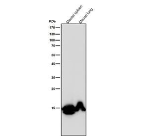 Histone H3 (mono methyl K79) Antibody / HIST1H3A Chromatin Organization Antibody (clone 31H92) for WB. Western blot analysis of HIST1H3A / Histone H3 Lys79 monomethylation (K79me1) in mouse tissue lysates using Histone H3 (mono methyl K79) Antibody / HIST1H3A Chromatin Organization Antibody. A band is detected at the predicted molecular weight of approximately 15 kDa corresponding to monomethylated Histone H3, consistent with core-domain methylation within the nucleosome and chromatin organization-associated regulatory states.
