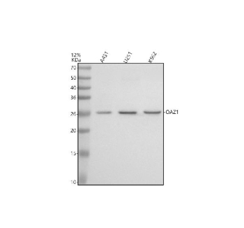 Western blot analysis of OAZ1 using anti-OAZ1 antibody. Electrophoresis was performed on a 12% SDS-PAGE gel at 80V (Stacking gel) / 120V (Resolving gel) for 2 hours. Lane 1: human whole cell lysates, Lane 2: human U251 whole cell lysates, Lane 3: human K562 whole cell lysates. After electrophoresis, proteins were transferred to a nitrocellulose membrane at 150 mA for 50-90 minutes. Blocked the membrane with 5% non-fat milk/TBS for 1.5 hour at RT. The membrane was incubated with rabbit anti-OAZ1 antibody at 0.5 ug/ml overnight at 4oC, then washed with TBS-0.1%Tween 3 times with 5 minutes each and probed with a goat anti-rabbit IgG-HRP secondary antibody at a dilution of 1:5000 for 1.5 hour at RT. The signal was developed using an ECL Plus Western Blotting Substrate. A specific band was detected for OAZ1 at approximately 25 kDa. The expected molecular weight of OAZ1 is ~25 kDa.
