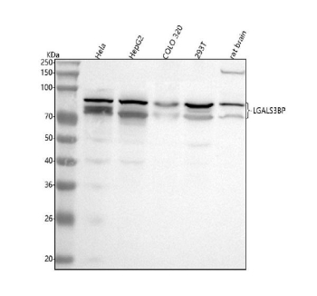 Western blot analysis of LGALS3BP using anti-LGALS3BP antibody. Lane 1: human Hela whole cell lysates, Lane 2: human HepG2 whole cell lysates, Lane 3: human COLO 320 whole cell lysates, Lane 4: human 293T whole cell lysates, Lane 5: rat brain tissue lysates. After electrophoresis, proteins were transferred to a nitrocellulose membrane at 150 mA for 50-90 minutes. Blocked the membrane with 5% non-fat milk/TBS for 1.5 hour at RT. The membrane was incubated with rabbit anti-LGALS3BP antibody at 0.5 ug/ml overnight at 4oC, then washed with TBS-0.1%Tween 3 times with 5 minutes each and probed with a goat anti-rabbit IgG-HRP secondary antibody at a dilution of 1:5000 for 1.5 hour at RT. The signal was developed using enhanced chemiluminescent. Western blot detection of LGALS3BP (Galectin-3-binding protein) shows a diffuse band pattern between ~70 and 90 kDa across multiple cell lines. Although the predicted mass is ~65 kDa, extensive N-glycosylation causes the mature secreted protein to migrate more slowly on SDS-PAGE.