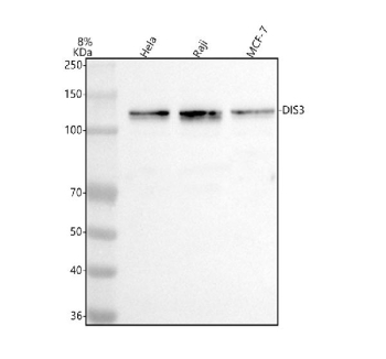 Western blot analysis of DIS3 using anti-DIS3 antibody. Lane 1: human Hela whole cell lysates, Lane 2: human Raji whole cell lysates, Lane 3: human MCF-7 whole cell lysates. After electrophoresis, proteins were transferred to a nitrocellulose membrane at 150 mA for 50-90 minutes. Blocked the membrane with 5% non-fat milk/TBS for 1.5 hour at RT. The membrane was incubated with rabbit anti-DIS3 antibody at 0.5 ug/ml overnight at 4oC, then washed with TBS-0.1%Tween 3 times with 5 minutes each and probed with a goat anti-rabbit IgG-HRP secondary antibody at a dilution of 1:5000 for 1.5 hour at RT. The signal was developed using enhanced chemiluminescent. A specific band was detected for DIS3 at approximately 109 kDa. The expected molecular weight of DIS3 is ~109 kDa.