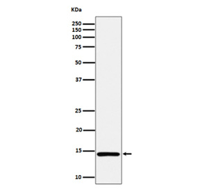 Western blot analysis of Histone H2A (mono methyl K118) expression in human HeLa cell lysate using Histone H2A (mono methyl K118) antibody. Predicted molecular weight ~15 kDa.