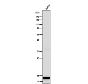 Histone H4 (mono methyl K20) Antibody WB. Western blot analysis of HIST1H4 / Histone H4 lysine 20 monomethylation (H4K20me1) in human Jurkat cell lysate using Histone H4 (mono methyl K20) Antibody / HIST1H4 Chromatin Compaction Regulation Antibody. A band is detected at the predicted molecular weight corresponding to monomethylated Histone H4, consistent with nuclear chromatin-associated localization and its role in chromatin compaction and cell cycle-regulated genome stability.