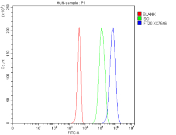 Flow Cytometry analysis of 293T cells using anti-IFT20 antibody. Overlay histogram showing 293T cells stained with (Blue line). To facilitate intracellular staining, cells were fixed with 4% paraformaldehyde and permeabilized with permeabilization buffer. The cells were blocked with 10% normal goat serum. And then incubated with rabbit anti-IFT20 antibody (1 ug/million cells) for 30 min at 20oC. DyLight 488 conjugated goat anti-rabbit IgG (5-10 ug/million cells) was used as secondary antibody for 30 minutes at 20oC. Isotype control antibody (Green line) was rabbit IgG (1 ug/million cells) used under the same conditions. Unlabelled sample without incubation with primary antibody and secondary antibody (Red line) was used as a blank control.