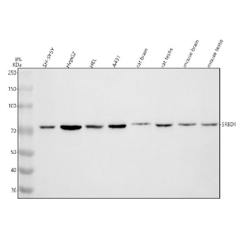 Western blot analysis of SRBD1 using anti-SRBD1 antibody. Electrophoresis was performed on a 8% SDS-PAGE gel at 80V (Stacking gel) / 120V (Resolving gel) for 2 hours. Lane 1: human SH-SY5Y whole cell lysates, Lane 2: human HepG2 whole cell lysates, Lane 3: human HEL whole cell lysates, Lane 4: human whole cell lysates, Lane 5: rat brain tissue lysates, Lane 6: rat testis tissue lysates, Lane 7: mouse brain tissue lysates, Lane 8: mouse testis tissue lysates. After electrophoresis, proteins were transferred to a nitrocellulose membrane at 150 mA for 50-90 minutes. Blocked the membrane with 5% non-fat milk/TBS for 1.5 hour at RT. The membrane was incubated with rabbit anti-SRBD1 antibody at 0.5 ug/ml overnight at 4oC, then washed with TBS-0.1%Tween 3 times with 5 minutes each and probed with a goat anti-rabbit IgG-HRP secondary antibody at a dilution of 1:5000 for 1.5 hour at RT. The signal was developed using an ECL Plus Western Blotting Substrate. Western blot detection of SRBD1 reveals a predominant band just above 70 kDa across multiple lysates. Although the predicted size of full-length SRBD1 is ~112 kDa, SRBD1 encodes shorter isoforms and can yield stable truncated species, which likely account for the ~70 kDa band observed here.