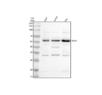 Western blot analysis of SKA3 using anti-SKA3 antibody. Electrophoresis was performed on a 10% SDS-PAGE gel at 80V (Stacking gel) / 120V (Resolving gel) for 2 hours. Lane 1: human 293T whole cell lysates, Lane 2: human Jurkat whole cell lysates, Lane 3: human HEL whole cell lysates. After electrophoresis, proteins were transferred to a nitrocellulose membrane at 150 mA for 50-90 minutes. Blocked the membrane with 5% non-fat milk/TBS for 1.5 hour at RT. The membrane was incubated with rabbit anti-SKA3 antibody at 0.5 ug/ml overnight at 4oC, then washed with TBS-0.1%Tween 3 times with 5 minutes each and probed with a goat anti-rabbit IgG-HRP secondary antibody at a dilution of 1:5000 for 1.5 hour at RT. The signal was developed using an ECL Plus Western Blotting Substrate. Western blot analysis of SKA3 in 293T, Jurkat, and HeLa whole cell lysates using an anti SKA3 antibody. A dominant band at an approximately 50 kDa is detected in all three cell lines, consistent with full length SKA3, which is known to migrate above its predicted 46 kDa mass due to extensive phosphorylation and glycosylation reported in the literature. Additional immunoreactive bands in the low 30 kDa range in all samples and a weaker ~40 kDa band in Jurkat likely represent truncated SKA3 isoforms or proteolytic fragments, or less likely cross reactive proteins.