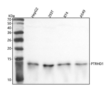 Western blot analysis of PTRHD1 using anti-PTRHD1 antibody. Lane 1: human HepG2 whole cell lysates, Lane 2: human 293Tt whole cell lysates, Lane 3: human RT4 whole cell lysates, Lane 4: human whole cell lysates. After electrophoresis, proteins were transferred to a nitrocellulose membrane at 150 mA for 50-90 minutes. Blocked the membrane with 5% non-fat milk/TBS for 1.5 hour at RT. The membrane was incubated with rabbit anti-PTRHD1 antibody at 0.5 ug/ml overnight at 4oC, then washed with TBS-0.1%Tween 3 times with 5 minutes each and probed with a goat anti-rabbit IgG-HRP secondary antibody at a dilution of 1:5000 for 1.5 hour at RT. The signal was developed using enhanced chemiluminescent. Western blot analysis of PTRHD1 in HepG2, 293T, RT4, and A549 cell lysates using an anti PTRHD1 antibody. A single band is detected at an approximately ~14 kDa in all samples, running slightly below the predicted ~16 kDa size but within the 13-16 kDa range reported for endogenous PTRHD1 in the literature.