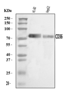 CD36 Antibody Rabbit Polyclonal WB. Western blot analysis of CD36 using anti-CD36 antibody. Lane 1: human HL-60 whole cell lysates, Lane 2: human HepG2 whole cell lysates. After electrophoresis, proteins were transferred to a nitrocellulose membrane at 150 mA for 50-90 minutes. Blocked the membrane with 5% non-fat milk/TBS for 1.5 hour at RT. The membrane was incubated with rabbit anti-CD36 antibody at 0.5 ug/ml overnight at 4oC, then washed with TBS-0.1%Tween 3 times with 5 minutes each and probed with a goat anti-rabbit IgG-HRP secondary antibody at a dilution of 1:5000 for 1.5 hour at RT. The signal was developed using enhanced chemiluminescent. A predominant band is detected between an approximately 70 and 80 kDa in both samples, running well above the predicted ~53 kDa mass but consistent with the highly N-glycosylated mature form of the CD36 scavenger receptor reported in the literature, being observed at up to ~90 kDa.