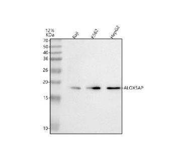 Western blot analysis of ALOX5AP using anti-ALOX5AP antibody. Lane 1: human Raji whole cell lysates, Lane 2: human K562 whole cell lysates, Lane 3: human HepG2 whole cell lysates. After electrophoresis, proteins were transferred to a nitrocellulose membrane at 150 mA for 50-90 minutes. Blocked the membrane with 5% non-fat milk/TBS for 1.5 hour at RT. The membrane was incubated with rabbit anti-ALOX5AP antibody at 0.5 ug/ml overnight at 4oC, then washed with TBS-0.1%Tween 3 times with 5 minutes each and probed with a goat anti-rabbit IgG-HRP secondary antibody at a dilution of 1:5000 for 1.5 hour at RT. The signal was developed using enhanced chemiluminescent. A specific band was detected for ALOX5AP at approximately 18 kDa. The expected molecular weight of ALOX5AP is ~18 kDa.