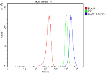 Flow cytometry analysis of fixed and permeabilized human MCF7 cells with SCAF11 antibody at 1ug/million cells (blocked with goat sera); Red=cells alone, Green=isotype control, Blue= SCAF11 antibody.