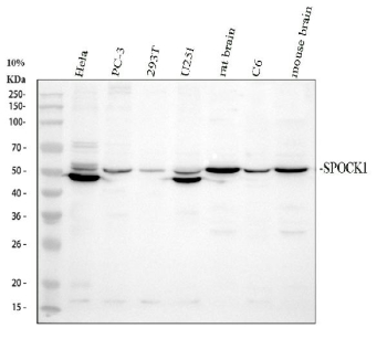 Western blot analysis of SPOCK1 using anti-SPOCK1 antibody. Electrophoresis was performed on a 10% SDS-PAGE gel at 80V (Stacking gel) / 120V (Resolving gel) for 2 hours. Lane 1: human Hela whole cell lysates, Lane 2: human PC-3 whole cell lysates, Lane 1: human 293T whole cell lysates, Lane 2: human U251 whole cell lysates, Lane 5: rat brain tissue lysates, Lane 6: rat C6 whole cell lysates Lane 7: mouse brain tissue lysates. After electrophoresis, proteins were transferred to a nitrocellulose membrane at 150 mA for 50-90 minutes. Blocked the membrane with 5% non-fat milk/TBS for 1.5 hour at RT. The membrane was incubated with rabbit anti-SPOCK1 antibody at 0.5 ug/ml overnight at 4oC, then washed with TBS-0.1%Tween 3 times with 5 minutes each and probed with a goat anti-rabbit IgG-HRP secondary antibody at a dilution of 1:5000 for 1.5 hour at RT. The signal was developed using an ECL Plus Western Blotting Substrate. A predominant band is detected at an approximately 50-52 kDa in most samples, running slightly above the predicted ~49 kDa size and consistent with the glycosylated secreted form of SPOCK1. HeLa and U251 lysates show a stronger band near 49 kDa with a weaker band just above 50 kDa, likely reflecting coexisting core and more highly glycosylated SPOCK1 species rather than distinct isoforms.