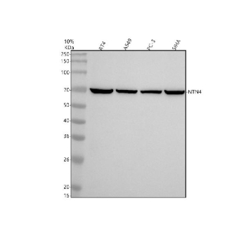 Western blot analysis of NTN4 using anti-NTN4 antibody. Electrophoresis was performed on a 10% SDS-PAGE gel at 80V (Stacking gel) / 120V (Resolving gel) for 2 hours. Lane 1: human RT4 whole cell lysates, Lane 2: human whole cell lysates, Lane 3: human PC-3 whole cell lysates, Lane 4: human SIHA whole cell lysates. After electrophoresis, proteins were transferred to a nitrocellulose membrane at 150 mA for 50-90 minutes. Blocked the membrane with 5% non-fat milk/TBS for 1.5 hour at RT. The membrane was incubated with rabbit anti-NTN4 antibody at 0.5 ug/ml overnight at 4oC, then washed with TBS-0.1%Tween 3 times with 5 minutes each and probed with a goat anti-rabbit IgG-HRP secondary antibody at a dilution of 1:5000 for 1.5 hour at RT. The signal was developed using an ECL Plus Western Blotting Substrate. A specific band was detected for NTN4 at approximately 70 kDa. The expected molecular weight of NTN4 is ~70 kDa.
