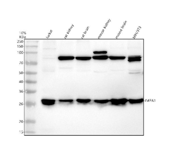 Western blot analysis of IMPA1 using anti-IMPA1 antibody. Electrophoresis was performed on a 10% SDS-PAGE gel at 80V (Stacking gel) / 120V (Resolving gel) for 2 hours. Lane 1: human Jurkat whole cell lysates, Lane 2: rat kidney tissue lysates, Lane 3: rat brain tissue lysates, Lane 4: mouse kidney tissue lysates, Lane 5: mouse brain tissue lysates, Lane 6: mouse NIH/3T3 whole cell lysates. After electrophoresis, proteins were transferred to a nitrocellulose membrane at 150 mA for 50-90 minutes. Blocked the membrane with 5% non-fat milk/TBS for 1.5 hour at RT. The membrane was incubated with rabbit anti-IMPA1 antibody at 0.5 ug/ml overnight at 4oC, then washed with TBS-0.1%Tween 3 times with 5 minutes each and probed with a goat anti-rabbit IgG-HRP secondary antibody at a dilution of 1:5000 for 1.5 hour at RT. The signal was developed using an ECL Plus Western Blotting Substrate. A predominant band is detected at an approximately 30 kDa in all samples, consistent with the predicted size of monomeric IMPA1. Most samples also show a stronger band near 85 kDa, which likely represents an SDS resistant oligomeric or complex form of IMPA1 rather than a distinct isoform.