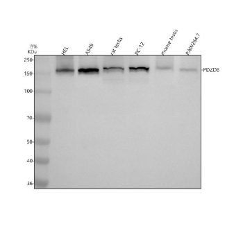 Western blot analysis of PDZD8 using anti-PDZD8 antibody. Electrophoresis was performed on a 8% SDS-PAGE gel at 80V (Stacking gel) / 120V (Resolving gel) for 2 hours. Lane 1: human HEL whole cell lysates, Lane 2: human whole cell lysates, Lane 3: rat testis tissue lysates, Lane 4: rat PC-12 whole cell lysates, Lane 5: mouse testis tissue lysates, Lane 6: mouse RAW264.7 whole cell lysates. After electrophoresis, proteins were transferred to a nitrocellulose membrane at 150 mA for 50-90 minutes. Blocked the membrane with 5% non-fat milk/TBS for 1.5 hour at RT. The membrane was incubated with rabbit anti-PDZD8 antibody at 0.5 ug/ml overnight at 4oC, then washed with TBS-0.1%Tween 3 times with 5 minutes each and probed with a goat anti-rabbit IgG-HRP secondary antibody at a dilution of 1:5000 for 1.5 hour at RT. The signal was developed using an ECL Plus Western Blotting Substrate. A predominant band is detected at an approximately 150 kDa in all samples, running above the predicted ~129 kDa size but consistent with the higher apparent molecular weight reported for the coiled-coil, PDZ-domain scaffolding protein PDZD8.