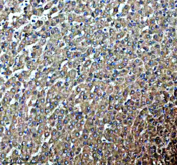 Immunohistochemical staining of PDZD8 using anti-PDZD8 antibody. PDZD8 was detected in a paraffin-embedded section of human liver tissue. Heat mediated antigen retrieval was performed in EDTA buffer (pH 8.0, epitope retrieval solution). The tissue section was blocked with 10% goat serum. The tissue section was then incubated with 2 ug/ml rabbit anti-PDZD8 antibody overnight at 4oC. Peroxidase Conjugated Goat Anti-rabbit IgG was used as secondary antibody and incubated for 30 minutes at 37oC. The tissue section was developed using an HRP secondary and DAB substrate.