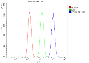 FOXI1 Antibody FACS. Flow cytometry analysis of fixed and permeabilized cells stained with FOXI1 Antibody / Forkhead Transcription Factor Antibody (blue histogram). Isotype control is shown in green and unstained blank control in red. The distinct rightward fluorescence shift supports detection of endogenous Forkhead box protein I1 / FOXI1 expression, consistent with the intracellular distribution expected for a forkhead family transcription-associated regulatory protein. Cells were fixed with paraformaldehyde, permeabilized prior to intracellular staining, and detected using DyLight 488-conjugated goat anti-rabbit IgG secondary antibody.