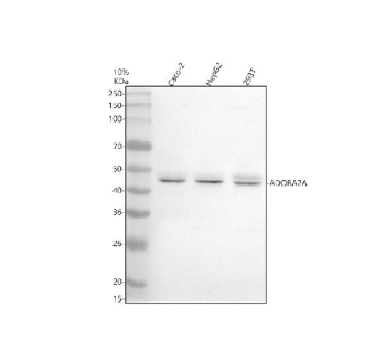 Western blot analysis of ADORA2A using anti-ADORA2A antibody. Electrophoresis was performed on a 10% SDS-PAGE gel at 80V (Stacking gel) / 120V (Resolving gel) for 2 hours. Lane 1: human Caco-2 whole cell lysates, Lane 2: human HepG2 whole cell lysates, Lane 3: human 293T whole cell lysates. After electrophoresis, proteins were transferred to a nitrocellulose membrane at 150 mA for 50-90 minutes. Blocked the membrane with 5% non-fat milk/TBS for 1.5 hour at RT. The membrane was incubated with rabbit anti-ADORA2A antibody at 0.5 ug/ml overnight at 4oC, then washed with TBS-0.1%Tween 3 times with 5 minutes each and probed with a goat anti-rabbit IgG-HRP secondary antibody at a dilution of 1:5000 for 1.5 hour at RT. The signal was developed using an ECL Plus Western Blotting Substrate. A specific band was detected for ADORA2A at approximately 45 kDa. The expected molecular weight of ADORA2A is ~45 kDa.