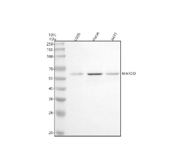 Western blot analysis of MARCO using anti-MARCO antibody. Lane 1: human U2OS whole cell lysates, Lane 2: human Hacat whole cell lysates, Lane 3: human whole cell lysates. After electrophoresis, proteins were transferred to a nitrocellulose membrane at 150 mA for 50-90 minutes. Blocked the membrane with 5% non-fat milk/TBS for 1.5 hour at RT. The membrane was incubated with rabbit anti-MARCO antibody at 0.5 ug/ml overnight at 4oC, then washed with TBS-0.1%Tween 3 times with 5 minutes each and probed with a goat anti-rabbit IgG-HRP secondary antibody at a dilution of 1:5000 for 1.5 hour at RT. The signal was developed using enhanced chemiluminescent. A specific band was detected for MARCO at approximately 53 kDa. The expected molecular weight of MARCO is ~53 kDa.