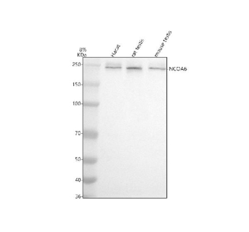 Western blot analysis of NCOA6 using anti-NCOA6 antibody. Electrophoresis was performed on a 8% SDS-PAGE gel at 80V (Stacking gel) / 120V (Resolving gel) for 2 hours. Lane 1: human Hacat whole cell lysates, Lane 2: rat testis tissue lysates, Lane 3: mouse testis tissue lysates. After electrophoresis, proteins were transferred to a nitrocellulose membrane at 150 mA for 50-90 minutes. Blocked the membrane with 5% non-fat milk/TBS for 1.5 hour at RT. The membrane was incubated with rabbit anti-NCOA6 antibody at 0.5 ug/ml overnight at 4oC, then washed with TBS-0.1%Tween 3 times with 5 minutes each and probed with a goat anti-rabbit IgG-HRP secondary antibody at a dilution of 1:5000 for 1.5 hour at RT. The signal was developed using an ECL Plus Western Blotting Substrate. A predominant band is detected at an approximately 240 kDa in all samples, running above the predicted ~219 kDa size but consistent with the higher apparent molecular weight typically observed for the large, heavily post translationally modified coactivator NCOA6.