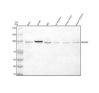 Western blot analysis of NSMAF using anti-NSMAF antibody. Lane 1: human Hela whole cell lysates, Lane 2: human Jurkat whole cell lysates, Lane 3: human HEL whole cell lysates, Lane 4: rat thymus tissue lysates, Lane 5: mouse brain tissue lysates, Lane 6: mouse thymus tissue lysates. After electrophoresis, proteins were transferred to a nitrocellulose membrane at 150 mA for 50-90 minutes. Blocked the membrane with 5% non-fat milk/TBS for 1.5 hour at RT. The membrane was incubated with rabbit anti-NSMAF antibody at 0.5 ug/ml overnight at 4oC, then washed with TBS-0.1%Tween 3 times with 5 minutes each and probed with a goat anti-rabbit IgG-HRP secondary antibody at a dilution of 1:5000 for 1.5 hour at RT. The signal was developed using enhanced chemiluminescent. A predominant band is detected just below an approximately 100 kDa in all samples, very close to the predicted ~104 kDa size and consistent with the apparent molecular weight of full length NSMAF under these electrophoresis conditions.
