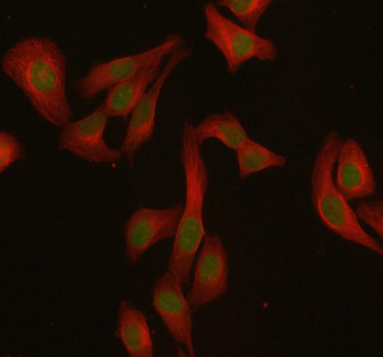 Immunofluorescent staining of MED4 using anti-MED4 antibody (green) and anti-Beta Tubulin antibody (red). MED4 was detected in immunocytochemical section of human HeLa cells. Enzyme antigen retrieval was performed using IHC enzyme antigen retrieval reagent for 15 mins. The cells were blocked with 10% goat serum. And then incubated with 5 ug/ml rabbit anti-MED4 antibody and mouse anti-Beta Tubulin antibody overnight at 4oC. DyLight 488 Conjugated Goat Anti-Rabbit IgG and DyLight 550 Conjugated Goat Anti-Mouse IgG were used as secondary antibody at 1:500 dilution and incubated for 30 minutes at 37oC. Visualize using a fluorescence microscope and filter sets appropriate for the label used.