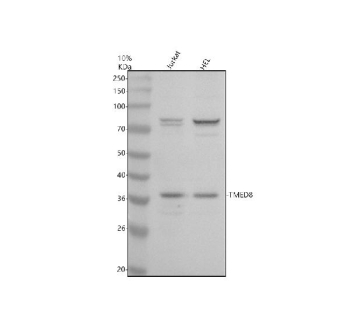 Western blot analysis of TMED8 using anti-TMED8 antibody. Electrophoresis was performed on a 10% SDS-PAGE gel at 80V (Stacking gel) / 120V (Resolving gel) for 2 hours. Lane 1: human Jurkat whole cell lysates, Lane 2: human HEL whole cell lysates. After electrophoresis, proteins were transferred to a nitrocellulose membrane at 150 mA for 50-90 minutes. Blocked the membrane with 5% non-fat milk/TBS for 1.5 hour at RT. The membrane was incubated with rabbit anti-TMED8 antibody at 0.5 ug/ml overnight at 4oC, then washed with TBS-0.1%Tween 3 times with 5 minutes each and probed with a goat anti-rabbit IgG-HRP secondary antibody at a dilution of 1:5000 for 1.5 hour at RT. The signal was developed using an ECL Plus Western Blotting Substrate. A predominant band is detected at an approximately 36 kDa, consistent with the predicted size of glycosylated monomeric TMED8. An additional band just above the 70 kDa marker is also present, likely representing an SDS resistant dimer or tight TMED8-containing complex, as reported for other p24 family cargo receptors.