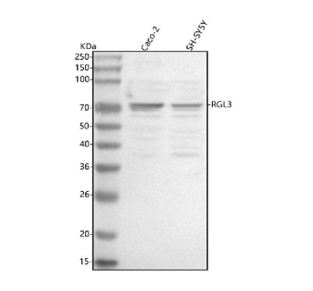 Western blot analysis of RGL3 using anti-RGL3 antibody. Lane 1: human Caco-2 whole cell lysates, Lane 2: human SH-SY5Y whole cell lysates. After electrophoresis, proteins were transferred to a nitrocellulose membrane at 150 mA for 50-90 minutes. Blocked the membrane with 5% non-fat milk/TBS for 1.5 hour at RT. The membrane was incubated with rabbit anti-RGL3 antibody at 0.5 ug/ml overnight at 4oC, then washed with TBS-0.1%Tween 3 times with 5 minutes each and probed with a goat anti-rabbit IgG-HRP secondary antibody at a dilution of 1:5000 for 1.5 hour at RT. The signal was developed using enhanced chemiluminescent. A specific band was detected for RGL3 at approximately 72 kDa. The expected molecular weight of RGL3 is ~78 kDa.