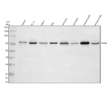 Western blot analysis of SNRK using anti-SNRK antibody. Electrophoresis was performed on a 10% SDS-PAGE gel at 80V (Stacking gel) / 120V (Resolving gel) for 2 hours. Lane 1: human Jurkat whole cell lysates, Lane 2: human PC-3 whole cell lysates, Lane 3: human THP-1 whole cell lysates, Lane 4: human HEL whole cell lysates, Lane 5: rat brain tissue lysates, Lane 6: rat testis tissue lysates, Lane 7: mouse brain tissue lysates, Lane 8: mouse testis tissue lysates. After electrophoresis, proteins were transferred to a nitrocellulose membrane at 150 mA for 50-90 minutes. Blocked the membrane with 5% non-fat milk/TBS for 1.5 hour at RT. The membrane was incubated with rabbit anti-SNRK antibody at 0.5 ug/ml overnight at 4oC, then washed with TBS-0.1%Tween 3 times with 5 minutes each and probed with a goat anti-rabbit IgG-HRP secondary antibody at a dilution of 1:5000 for 1.5 hour at RT. The signal was developed using an ECL Plus Western Blotting Substrate. A predominant band is detected between an approximately 75 and 80 kDa in all samples, slightly below the predicted ~84 kDa size but consistent with the apparent molecular weight of the major SNRK isoform under these electrophoresis conditions.