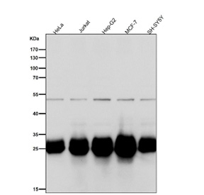 BCL2L1 Antibody WB. Western blot analysis of human HeLa, Jurkat, HepG2, MCF7, and SH-SY5Y cell lysates using BCL2L1 Antibody demonstrates a prominent immunoreactive band at approximately 26-32 kDa, consistent with expression of BCL2L1/Bcl-XL. Bcl-XL is the major anti-apoptotic isoform encoded by the BCL2L1 gene and functions as a key regulator of mitochondrial apoptosis by inhibiting pro-apoptotic BCL2 family proteins and promoting cellular survival. A faint band near 50 kDa is observed in some cell lines and may represent an SDS-resistant Bcl-XL dimer or higher-order protein complex. This higher molecular weight species is substantially less abundant than the predominant monomeric form. Antibody incubation was performed at 1:1000 dilution for 1 hour at room temperature. Predicted molecular weight of Bcl-XL: approximately 26-30 kDa.