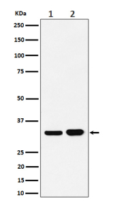 BCL2L1 Antibody Hematopoietic Cell WB. Western blot analysis of human Ramos (lane 1) and K562 (lane 2) cell lysates using BCL2L1 Antibody demonstrates distinct immunoreactive bands at approximately 26-32 kDa, consistent with expression of Bcl-XL, the major anti-apoptotic isoform encoded by the BCL2L1 gene. Bcl-XL functions as a critical regulator of mitochondrial apoptosis by inhibiting activation of pro-apoptotic BCL2 family proteins and promoting cellular survival under conditions of physiological and cellular stress. The observed banding pattern is consistent with endogenous BCL2L1 expression in hematopoietic-derived cell lines and supports specific detection of the protein by western blot analysis. Predicted molecular weight: approximately 26 kDa. Commonly observed molecular weight: 26-32 kDa.