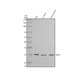 Western blot analysis of NCR3 using anti-NCR3 antibody. Electrophoresis was performed on a 10% SDS-PAGE gel at 80V (Stacking gel) / 120V (Resolving gel) for 2 hours. Lane 1: human HEL whole cell lysates, Lane 2: rat brain tissue lysates, Lane 3: mouse brain tissue lysates. After electrophoresis, proteins were transferred to a nitrocellulose membrane at 150 mA for 50-90 minutes. Blocked the membrane with 5% non-fat milk/TBS for 1.5 hour at RT. The membrane was incubated with rabbit anti-NCR3 antibody at 0.5 ug/ml overnight at 4oC, then washed with TBS-0.1%Tween 3 times with 5 minutes each and probed with a goat anti-rabbit IgG-HRP secondary antibody at a dilution of 1:5000 for 1.5 hour at RT. The signal was developed using an ECL Plus Western Blotting Substrate. A single band is detected at an approximately 26 kDa in all samples, running above the predicted ~22 kDa mass but consistent with the higher apparent molecular weight expected for the glycosylated form of the NK cell receptor NCR3.