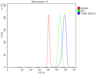 TYMP Antibody A431 FACS. Flow cytometry analysis of human A431 cells stained with TYMP antibody detecting thymidine phosphorylase. The antibody signal (blue) shows a clear rightward shift compared to the blank control (red) and isotype control (green), indicating positive intracellular detection of TYMP following fixation and permeabilization. This staining profile is consistent with TYMP as a cytosolic enzyme involved in nucleotide metabolism and angiogenesis-associated signaling.