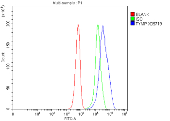 TYMP Antibody SiHa FACS. Flow cytometry analysis of human SiHa cells stained with TYMP antibody detecting thymidine phosphorylase. The antibody signal (blue) shows a clear rightward shift compared to the blank control (red) and isotype control (green), indicating positive intracellular detection of TYMP following fixation and permeabilization. This staining pattern is consistent with TYMP as a cytosolic enzyme involved in nucleotide metabolism and angiogenesis-associated signaling.