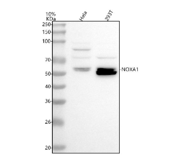 Western blot analysis of NOXA1 using anti-NOXA1 antibody. Lane 1: human Hela whole cell lysates, Lane 2: human 293T whole cell lysates. After electrophoresis, proteins were transferred to a nitrocellulose membrane at 150 mA for 50-90 minutes. Blocked the membrane with 5% non-fat milk/TBS for 1.5 hour at RT. The membrane was incubated with rabbit anti-NOXA1 antibody at 0.5 ug/ml overnight at 4oC, then washed with TBS-0.1%Tween 3 times with 5 minutes each and probed with a goat anti-rabbit IgG-HRP secondary antibody at a dilution of 1:5000 for 1.5 hour at RT. The signal was developed using enhanced chemiluminescent. The expected molecular weight of NOXA1 is ~51 kDa.
