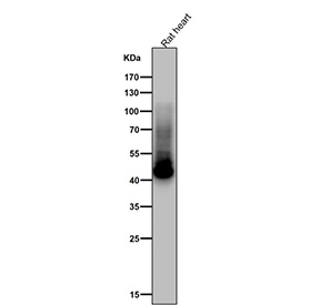 All lanes use the Phospho-GLUT4 (pSer488) antibody at 1:1000 dilution for 1 hour at room temperature. Predicted molecular weight ~55 kDa and ~44 kDa (two isoforms).