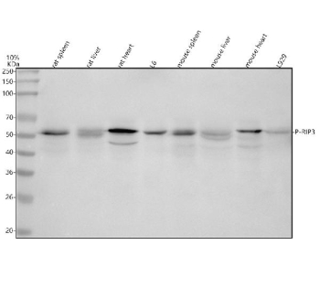 Western blot analysis of Phospho-RIP3 (S232) using anti-Phospho-RIP3 (pS232) antibody. Lane 1: rat spleen tissue lysates, Lane 2: rat liver tissue lysates, Lane 3: rat heart tissue lysates, Lane 4: rat L6 whole cell lysates, Lane 5: mouse spleen tissue lysates, Lane 6: mouse liver tissue lysates, Lane 7: mouse heart tissue lysates, Lane 8: mouse L929 whole cell lysates. After electrophoresis, proteins were transferred to a nitrocellulose membrane at 150 mA for 50-90 minutes. Blocked the membrane with 5% non-fat milk/TBS for 1.5 hour at RT. The membrane was incubated with rabbit anti-Phospho-RIP3 (S232) antibody (S232) at 1:500 overnight at 4oC, then washed with TBS-0.1%Tween 3 times with 5 minutes each and probed with a goat anti-rabbit IgG-HRP secondary antibody at a dilution of 1:500 for 1.5 hour at RT. The signal was developed using enhanced chemiluminescent. The expected molecular weight of Phospho-RIP3 (S232) is at 50 kDa.