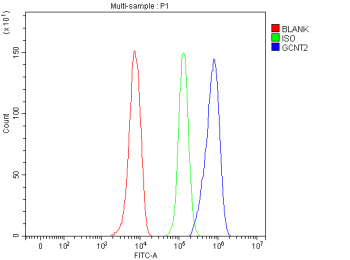 Flow Cytometry analysis of HepG2 cells using anti-GCNT2 antibody. Overlay histogram showing HepG2 cells stained with (Blue line). To facilitate intracellular staining, cells were fixed with 4% paraformaldehyde and permeabilized with permeabilization buffer. The cells were blocked with 10% normal goat serum. And then incubated with rabbit anti-GCNT2 antibody (1 ug/million cells) for 30 min at 20oC. DyLight 488 conjugated goat anti-rabbit IgG (5-10 ug/million cells) was used as secondary antibody for 30 minutes at 20oC. Isotype control antibody (Green line) was rabbit IgG (1 ug/million cells) used under the same conditions. Unlabelled sample without incubation with primary antibody and secondary antibody (Red line) was used as a blank control.